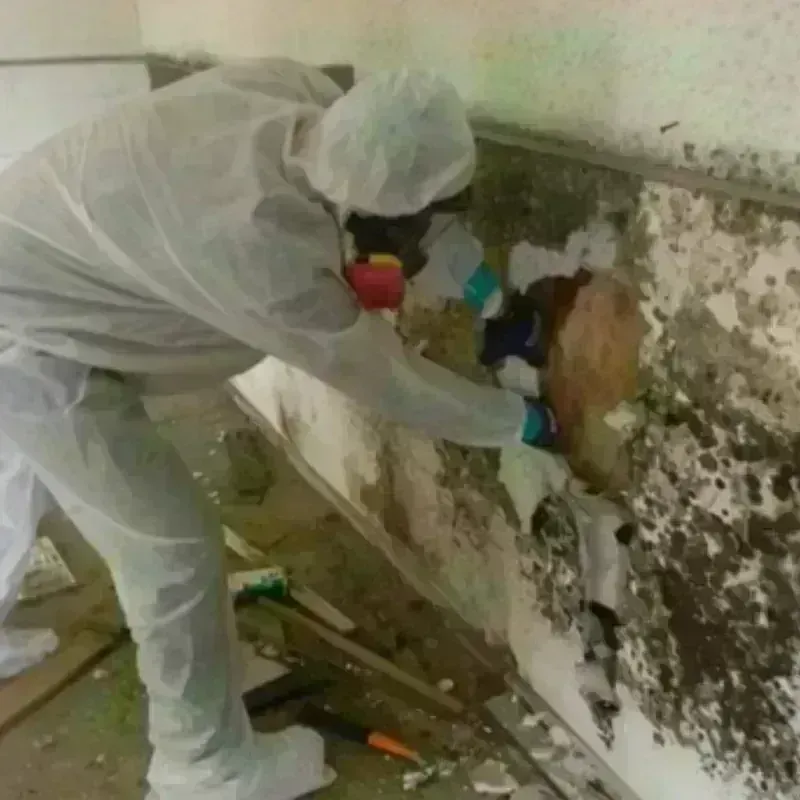 Mold Remediation and Removal in Amagansett, NY